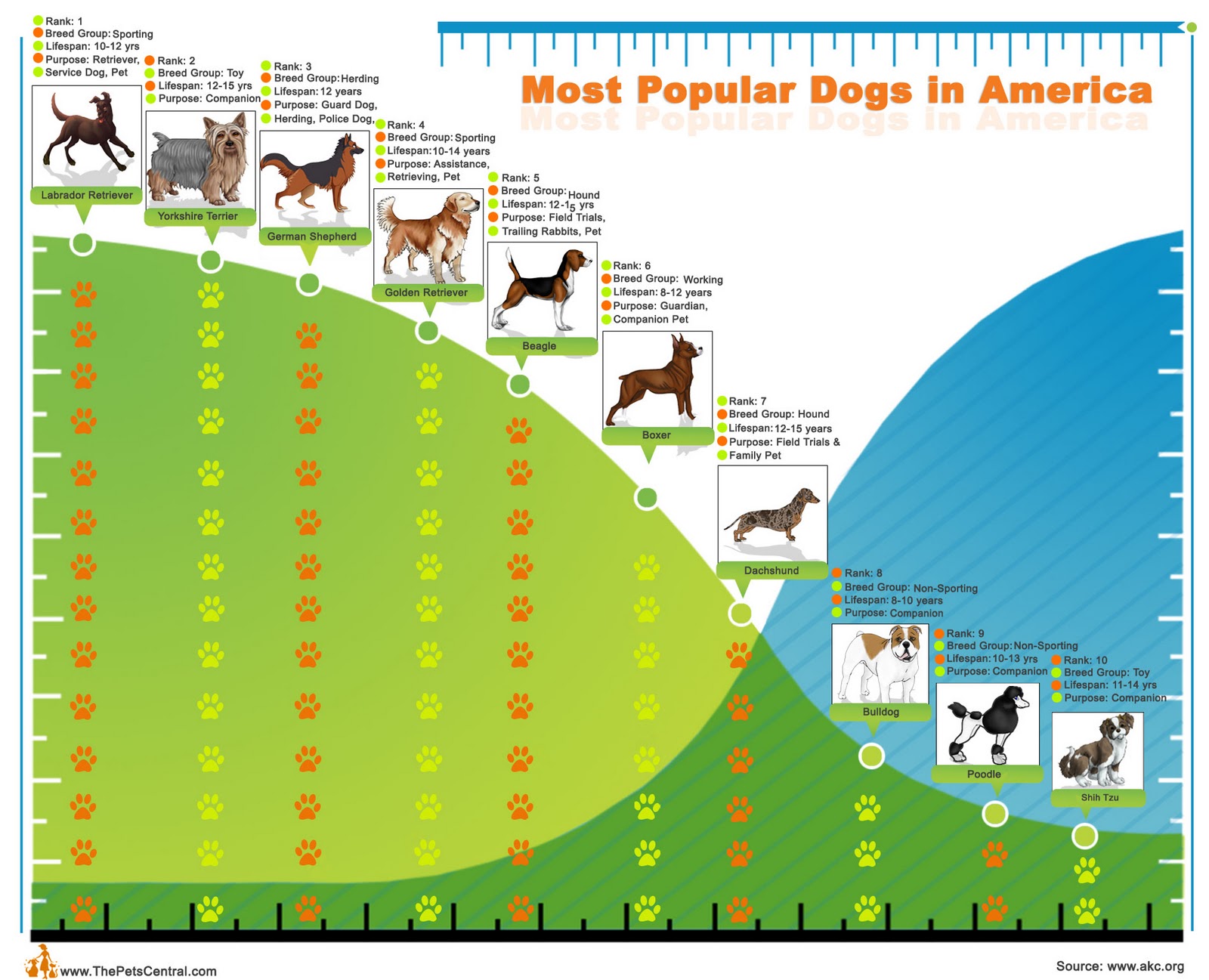 American KennelClub, the Labrador Retriever is the most popular dog American KennelClub, the Labrador Retriever is the most popular dog