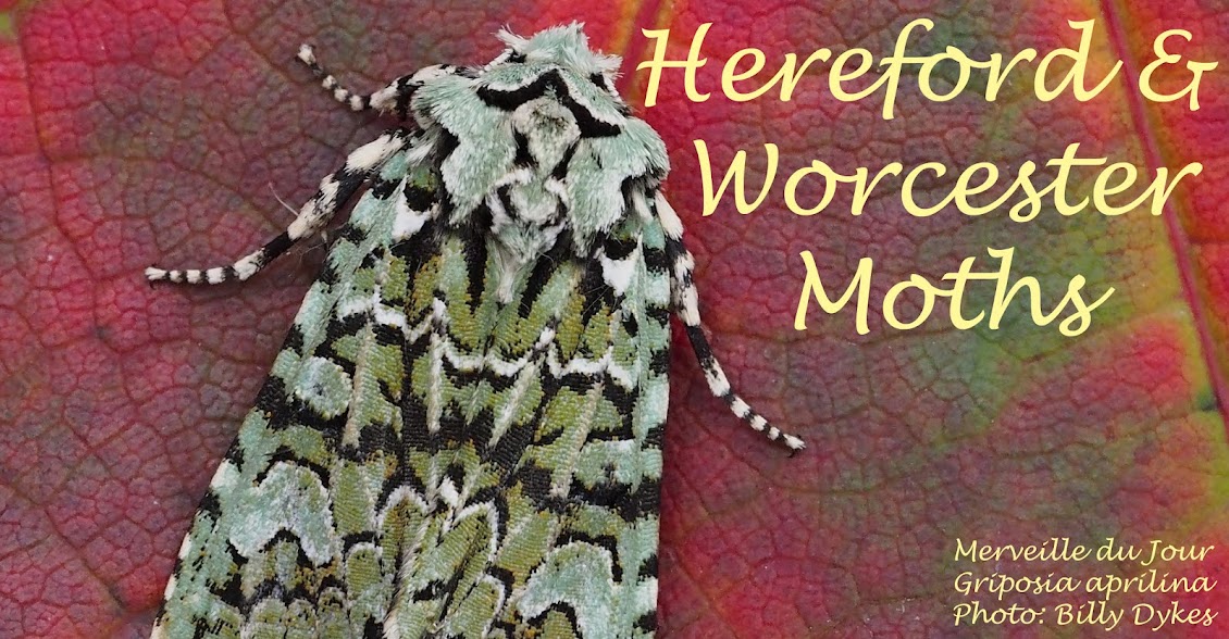 Hereford and Worcester Moths