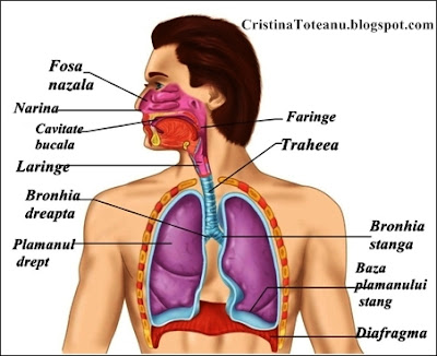 Cristina Toteanu Anatomia Corpului Uman Imagini Corpul Uman