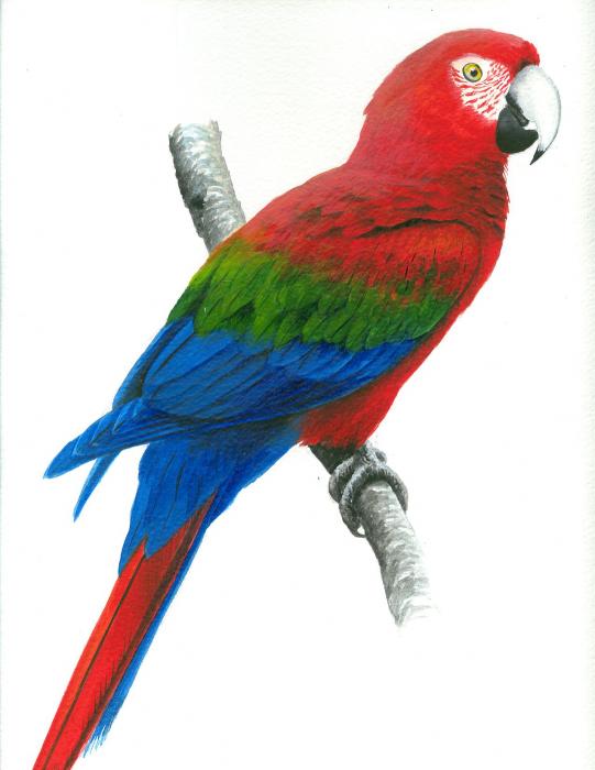 Free Wallpapers: Red Parrot wallpapers