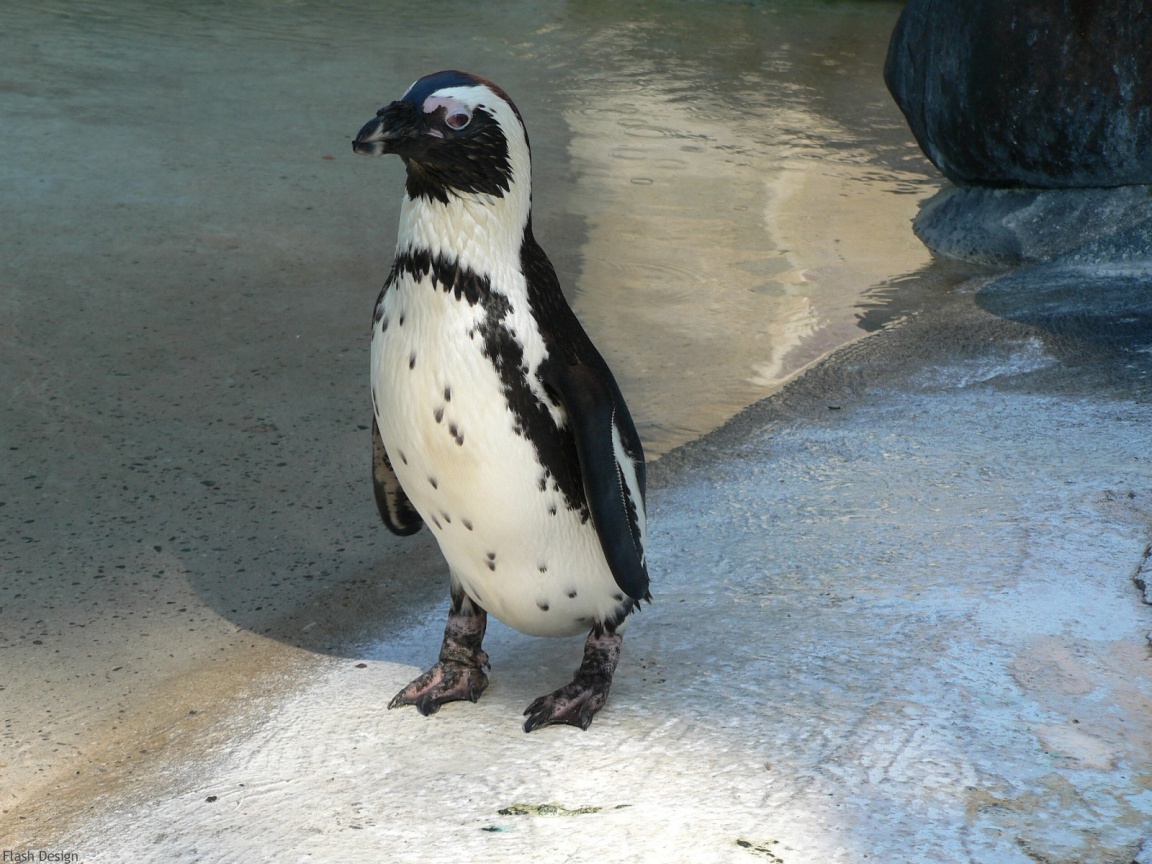 http://2.bp.blogspot.com/-uqTgoE5vHrE/TjmN5abVhUI/AAAAAAAAAOU/92hZGxHn-ro/s1600/Penguin+Wallpapers+6.jpg