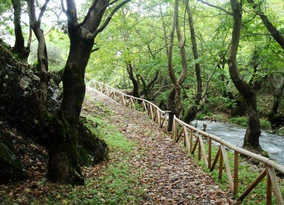 Διαβάστε ποιες Δασικές εκτάσεις πουλάει το ΤΑΙΠΕΔ Διαβάστε ποιες Δασικές εκτάσεις πουλάει το ΤΑΙΠΕΔ