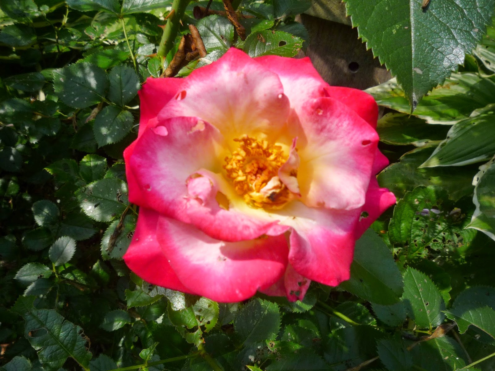 Vermont backyard flowers Aug 2014 South Burlington, Vermont Photos