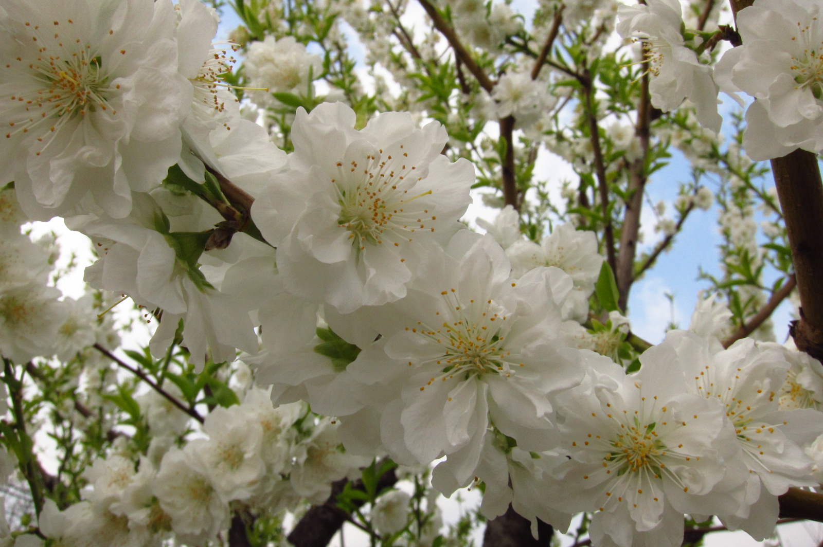 Round of the Seasons in Japan Peach Blossom