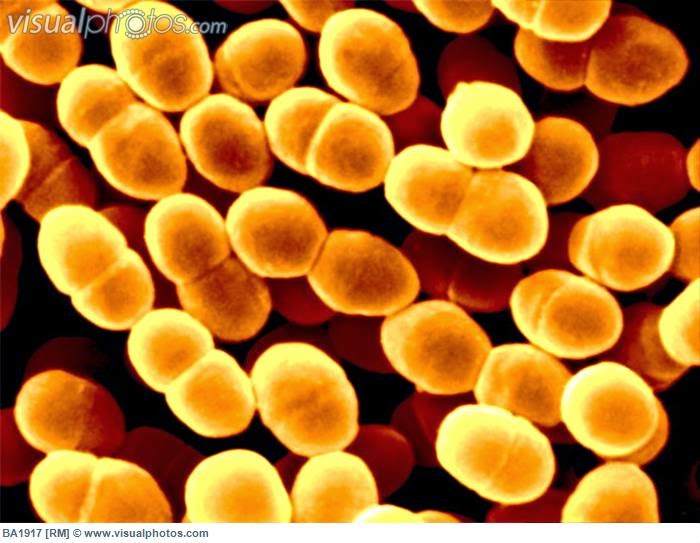 DIVISION SCHIZOPHYTA PDF
