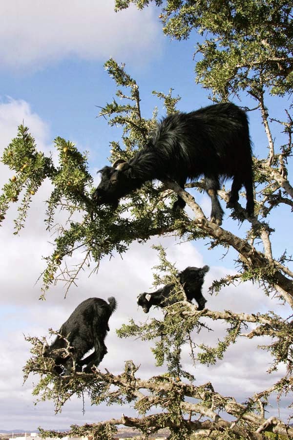But who knew they were THIS talented? - Imagine Driving Down The Road And Seeing THIS In The Trees. Seriously, This Is Crazy. But who knew they were THIS talented? - Imagine Driving Down The Road And Seeing THIS In The Trees. Seriously, This Is Crazy.
