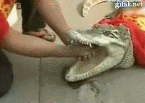 Эти забавные животные