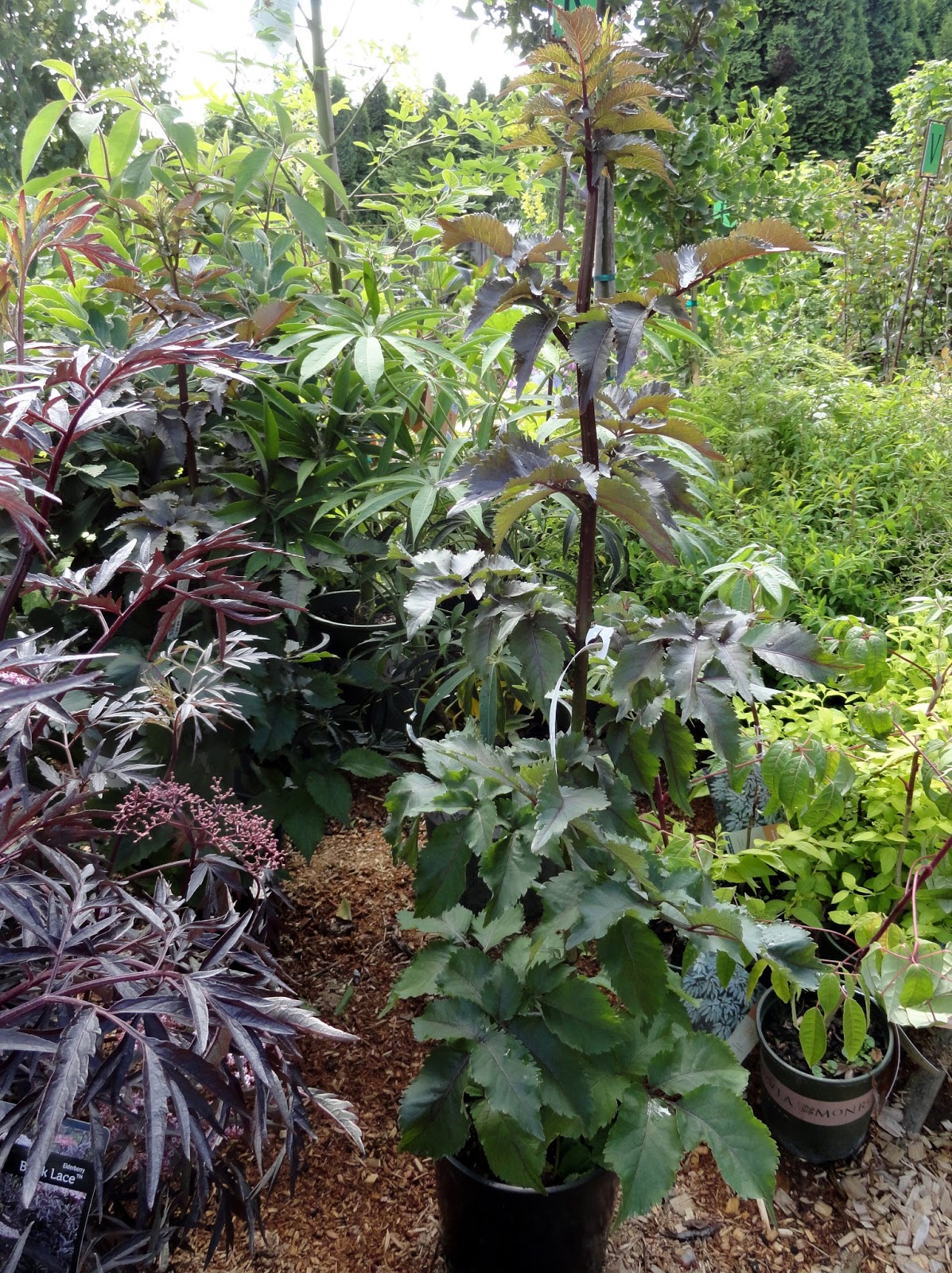 Great Native Shrubs Fothergilla Mt Airy And Blue Shadow