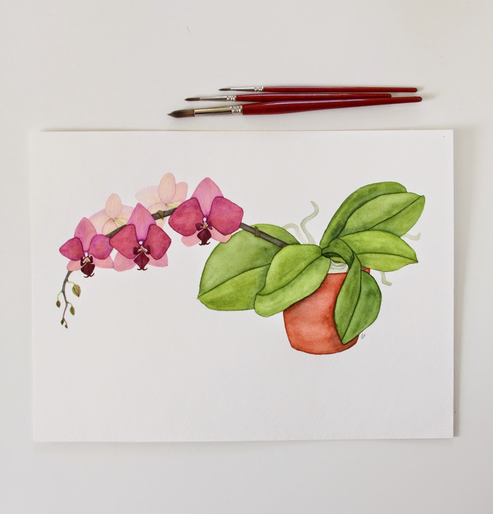 watercolor moth orchid in a clay pot