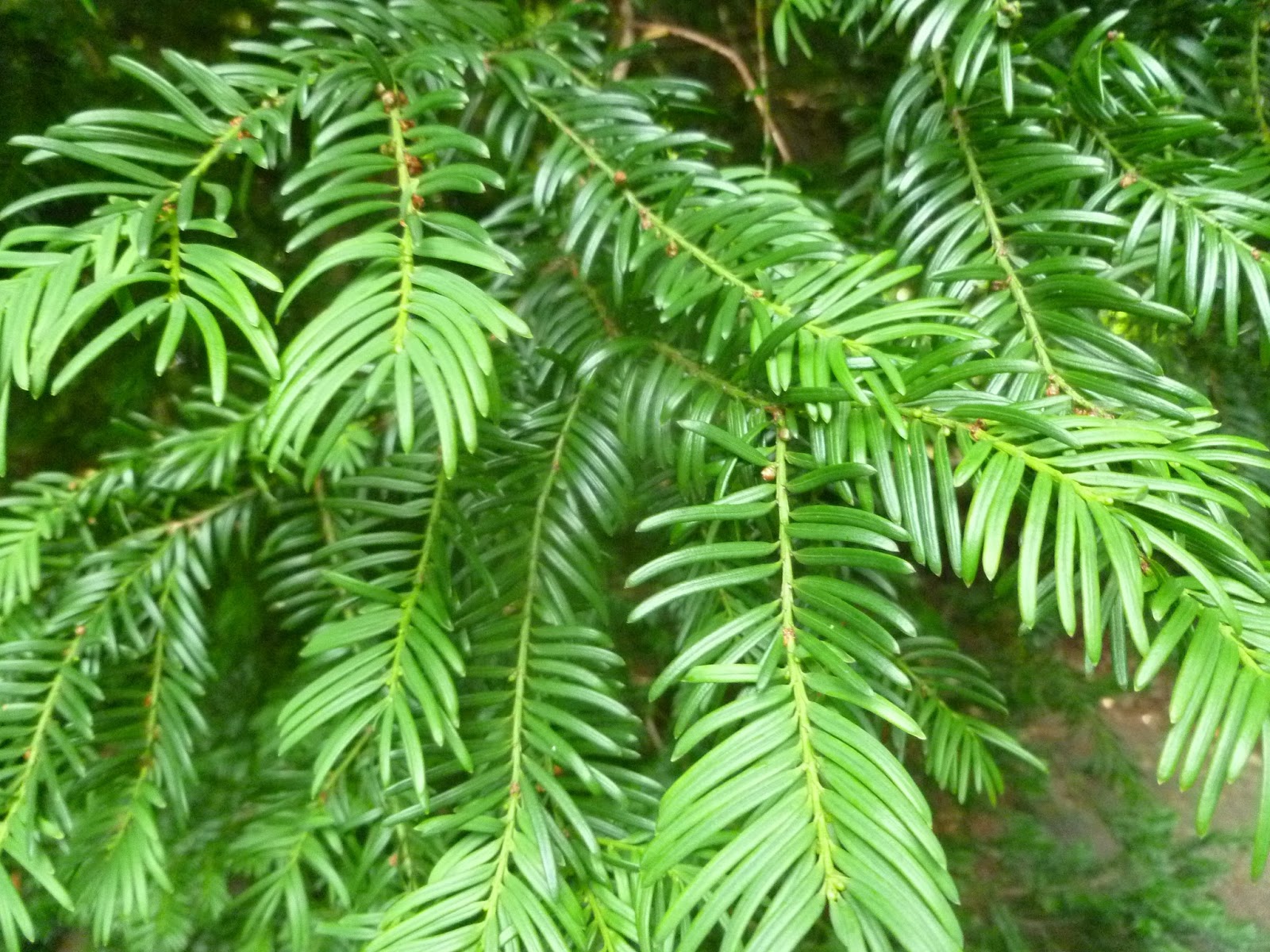 Running Delights Tree identification