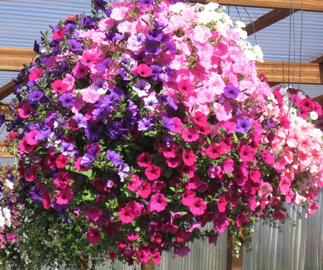 in my garden how to plant a hanging basket in my garden how to plant a hanging basket