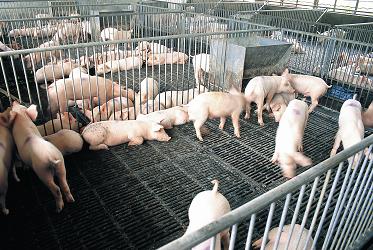 business plan for piggery in nigeria