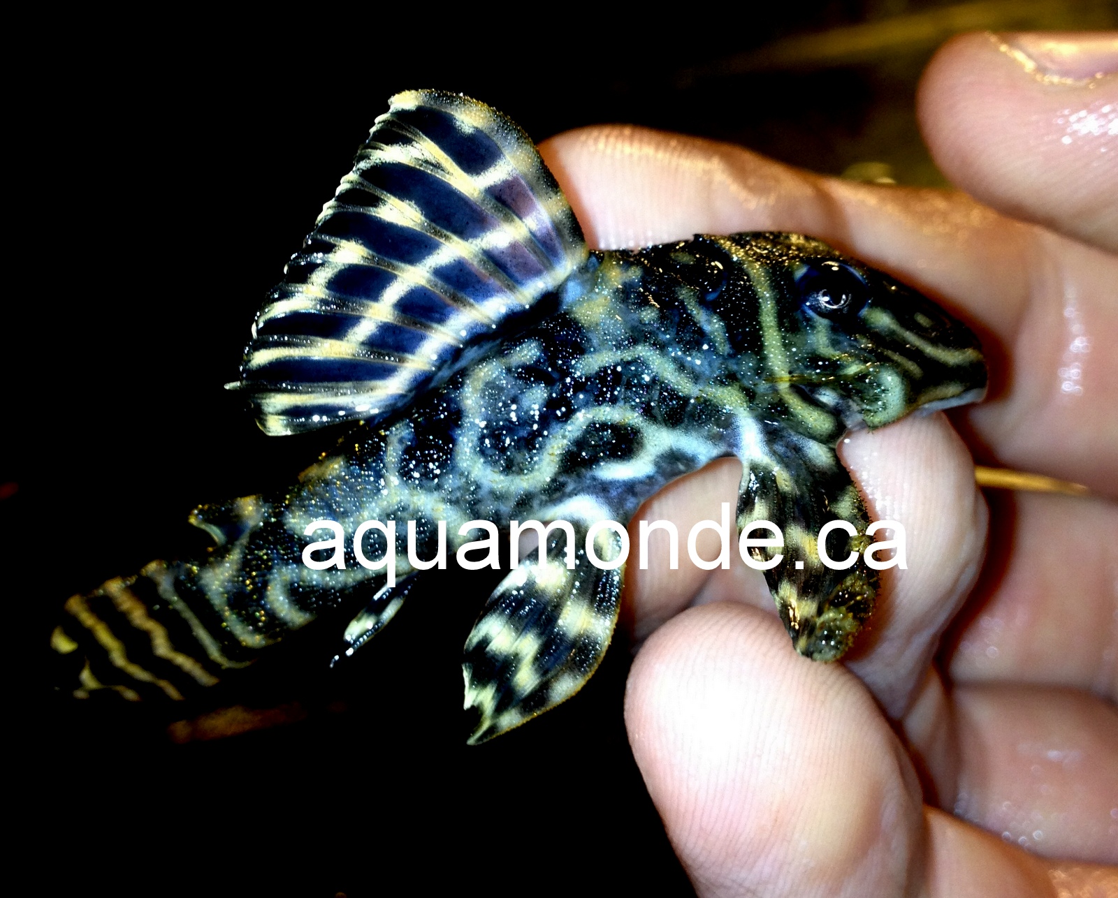 L340 Pleco