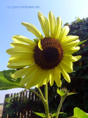 Sonnenblume