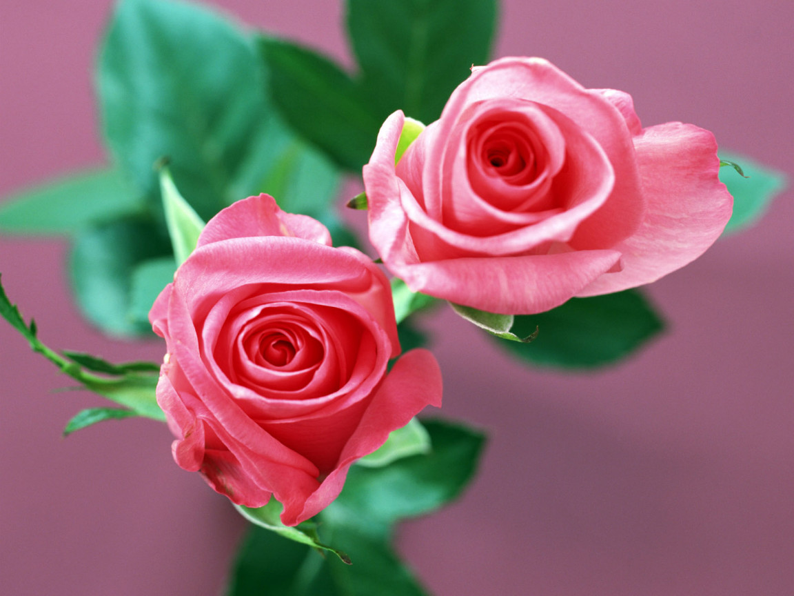 http://2.bp.blogspot.com/-usL4quIEc-Y/T3ZwD_-OE7I/AAAAAAAABzU/DctSQeh70wk/s1600/Home+roses+Flowers.jpg