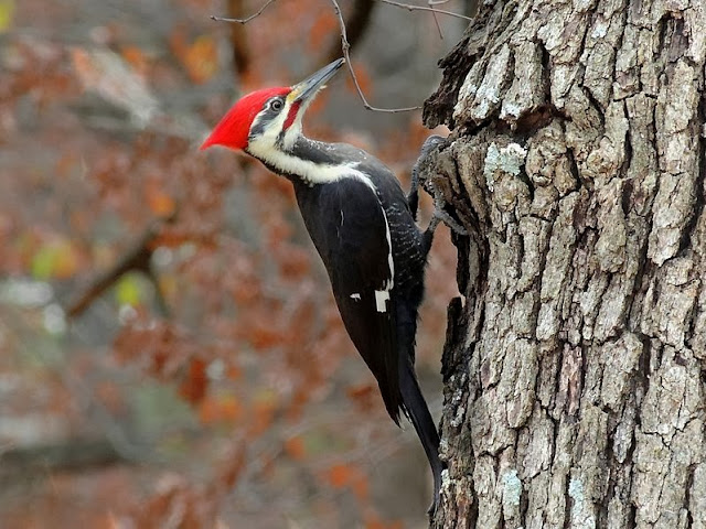 Photo Share: Male Pileated Woodpecker feeding on tree