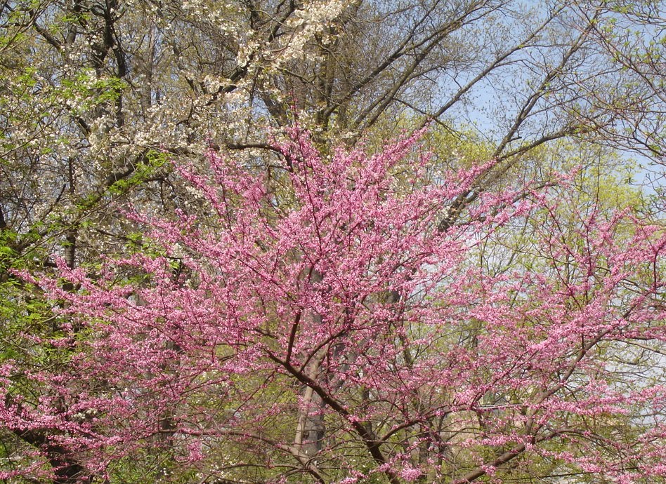 Spring Beauty Blooming Trees And Shrubs Susan S In The Garden