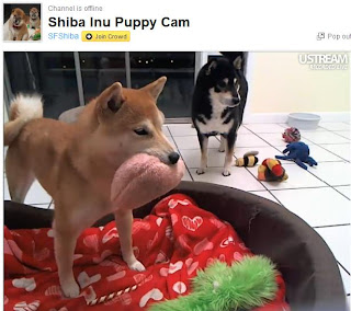 Shiba Inu Puppy Cam
