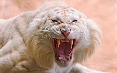 Tigre blanco realmente enojado - Angry white tiger