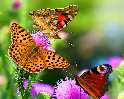 stunning-butterfly-hd-image
