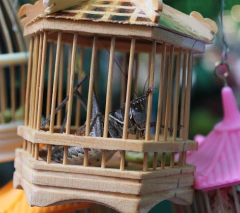 Memaster Burung Kicauan dengan Serangga Belalang