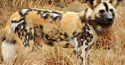Latin Name Domestic Dog Latin Name Domestic Dog