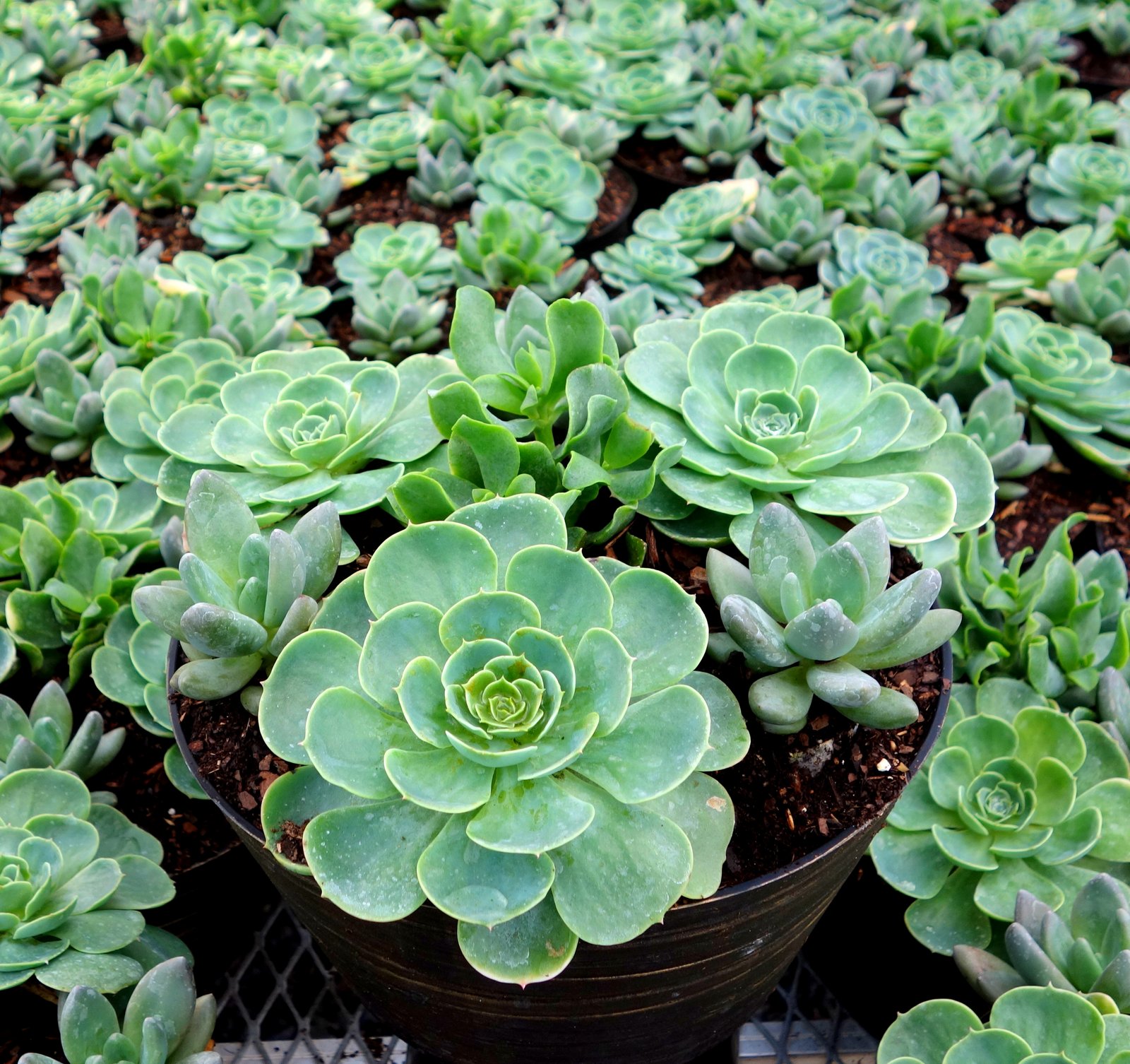 NEW 69 SUCCULENT PLANTS THAT GROW IN SHADE succulent plants