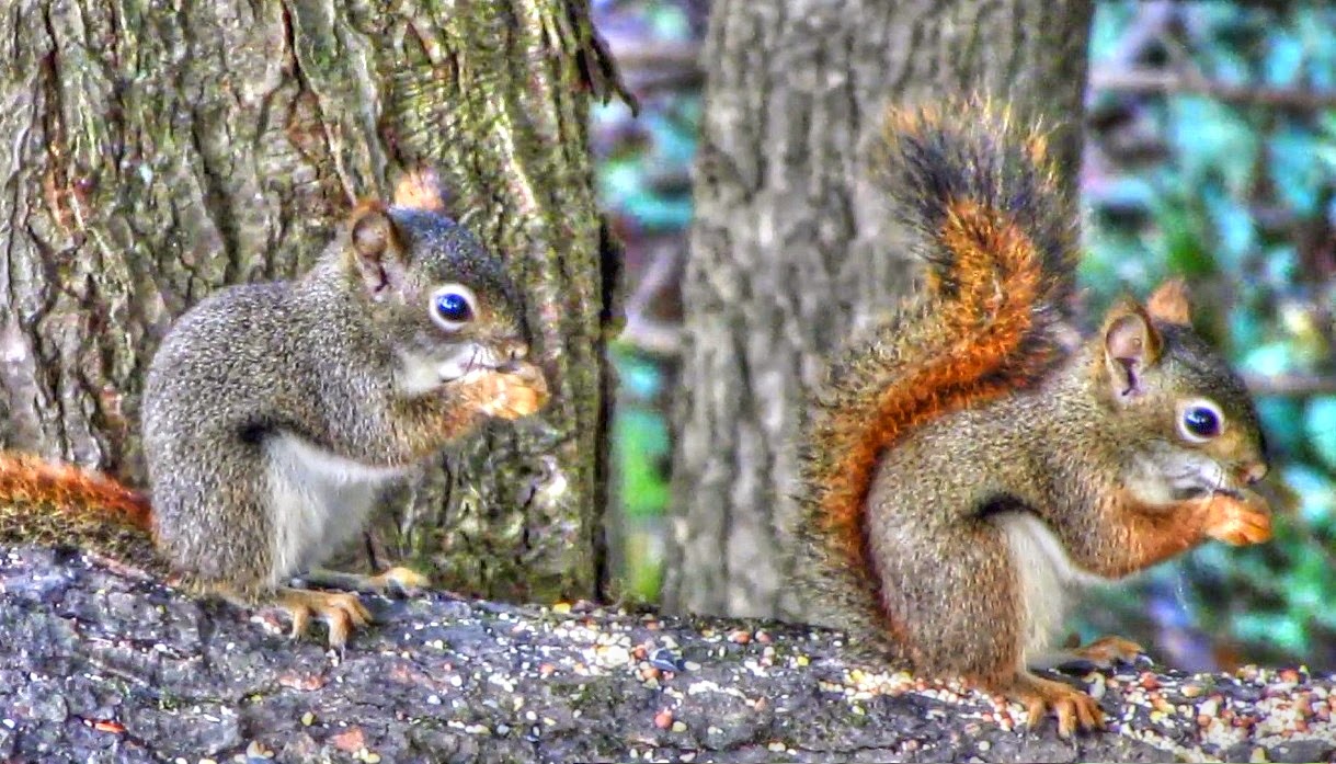 Backyard Birding....and Nature Talking Baby Squirrels