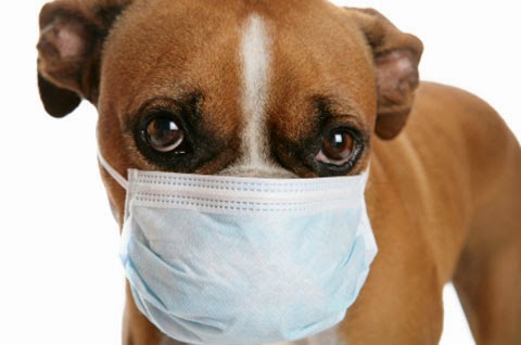 Giống như người, chó cũng bị bệnh cúm.