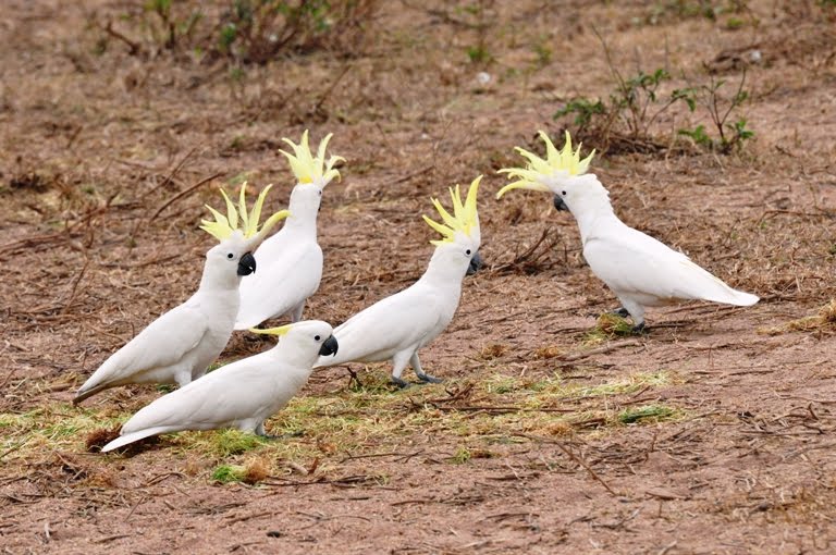Paying Ready Attention Photo Gallery World Bird Wednesday Sulphur