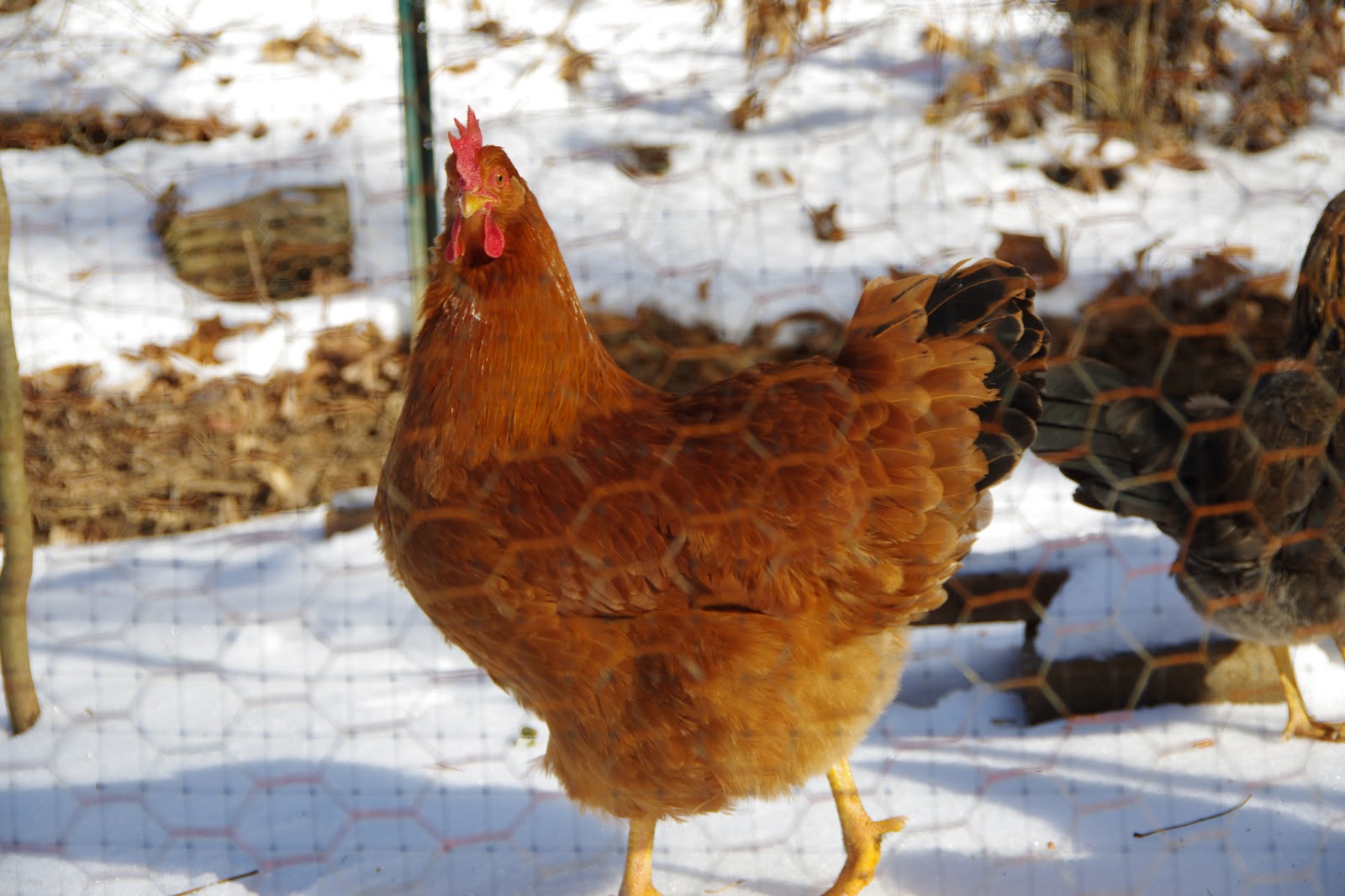 How to Sell Hatching Eggs Community Chickens