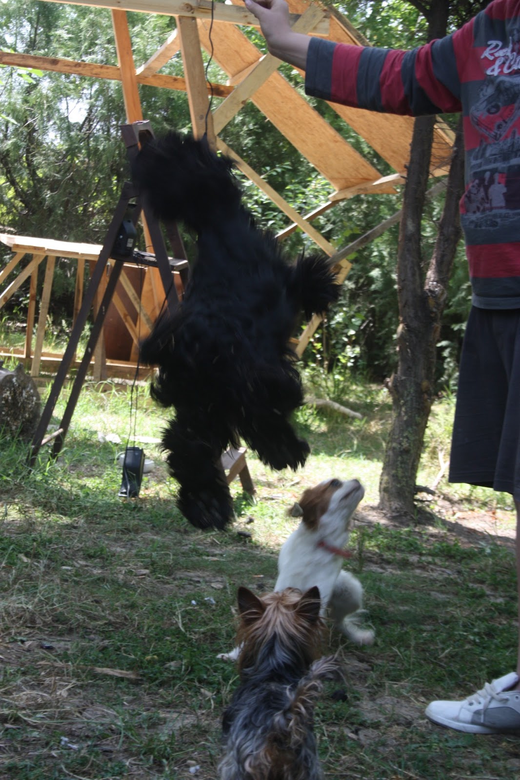 sahibinden köpek oteli İstanbul