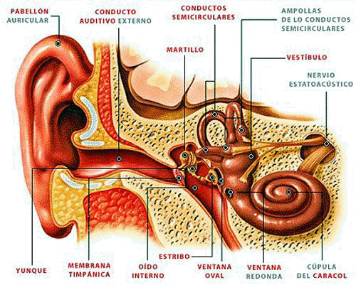 Anatomia e fisiologia humana pdf