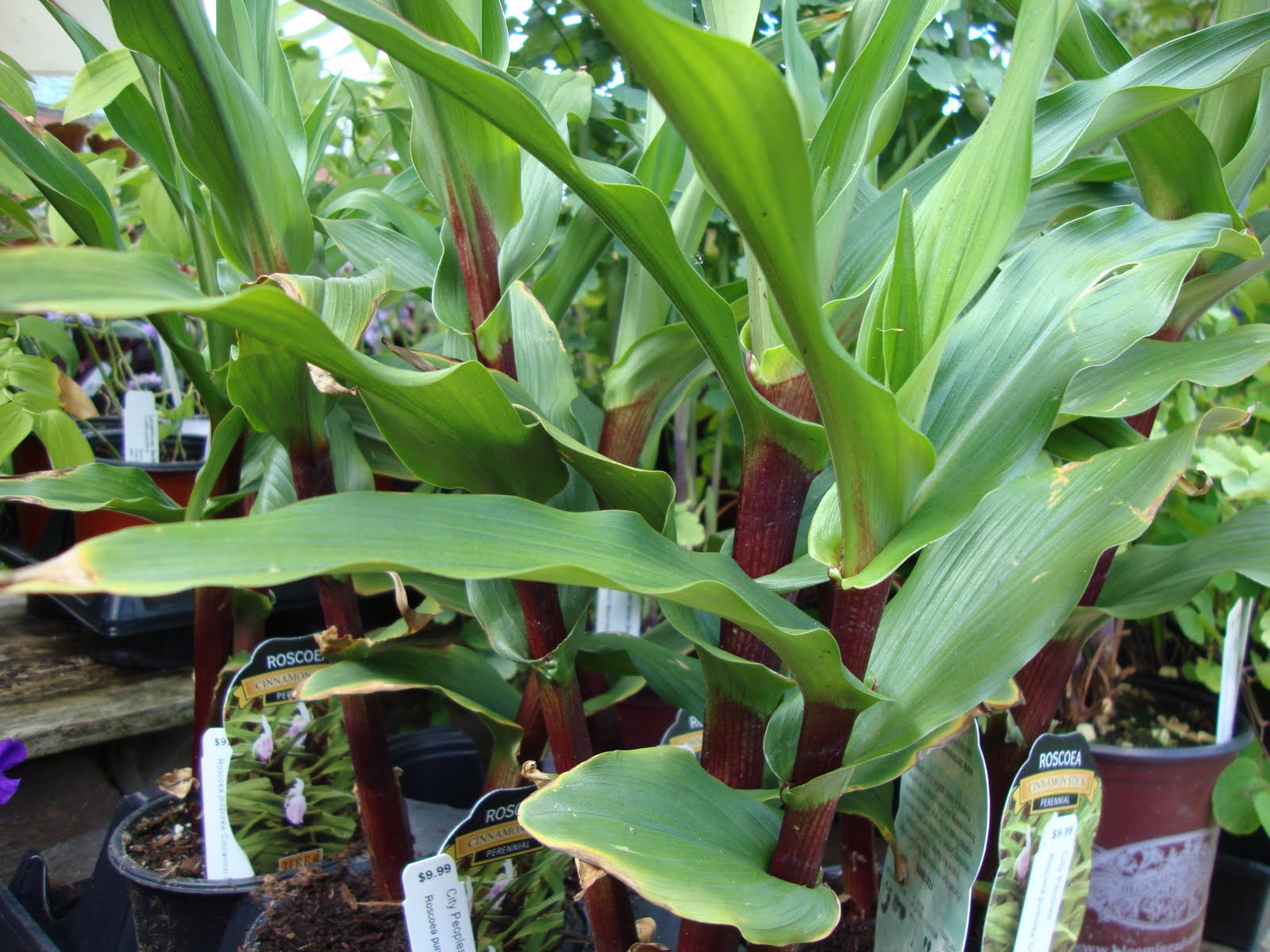 danger garden Roscoea purpurea �Cinnamon Stick�