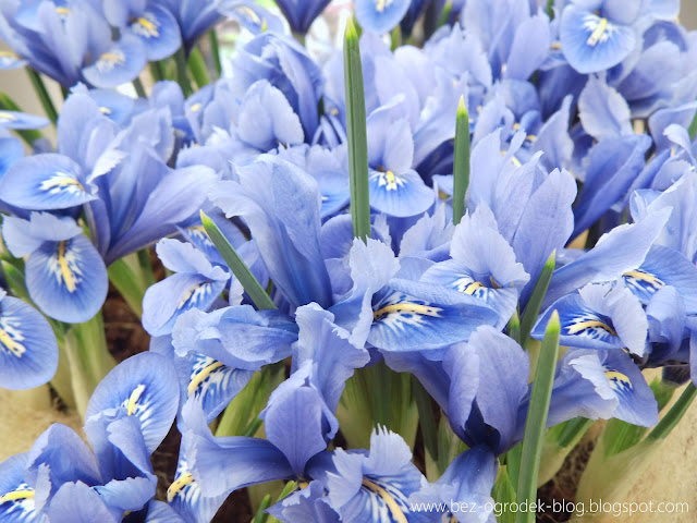 iris reticulata blue