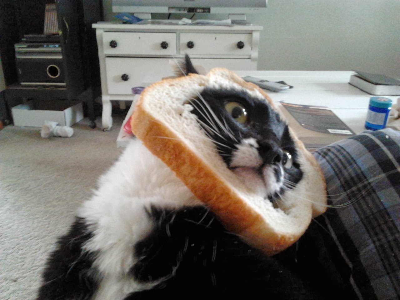 Funny cats - part 88 (40 pics + 10 gifs), cat inbread, cat stuck his face in a bread