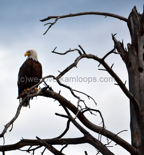 The bald headed eagle is watchful of all around him