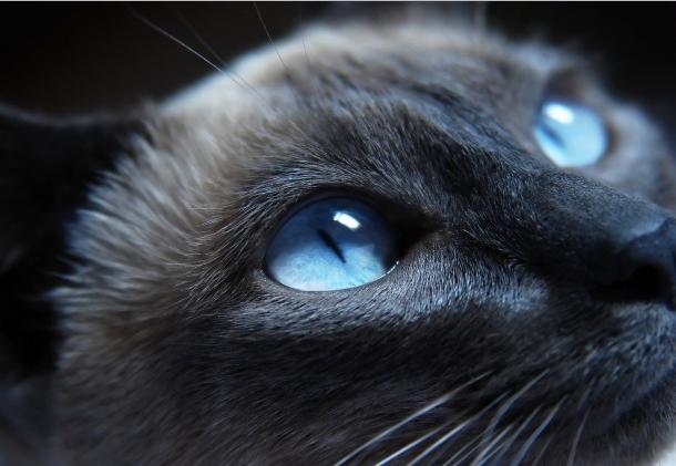 Pagina De Gatos Gatos Siameses