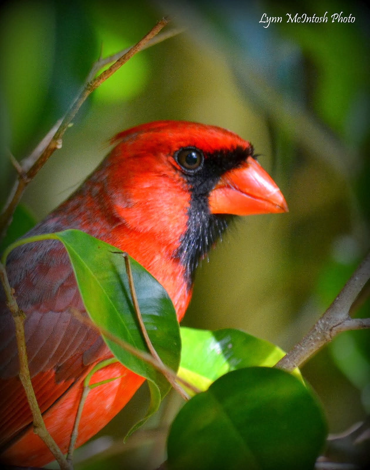 Chirpy the Cardinal