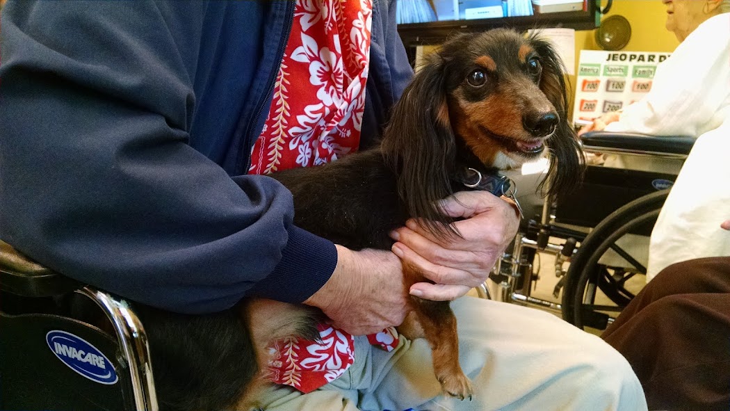 Benny at pet therapy