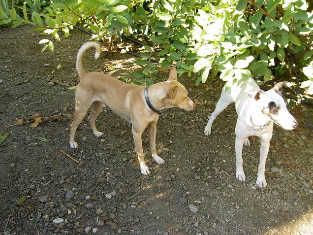can dogs eat tomatoes yahoo answers image search results can dogs eat tomatoes yahoo answers