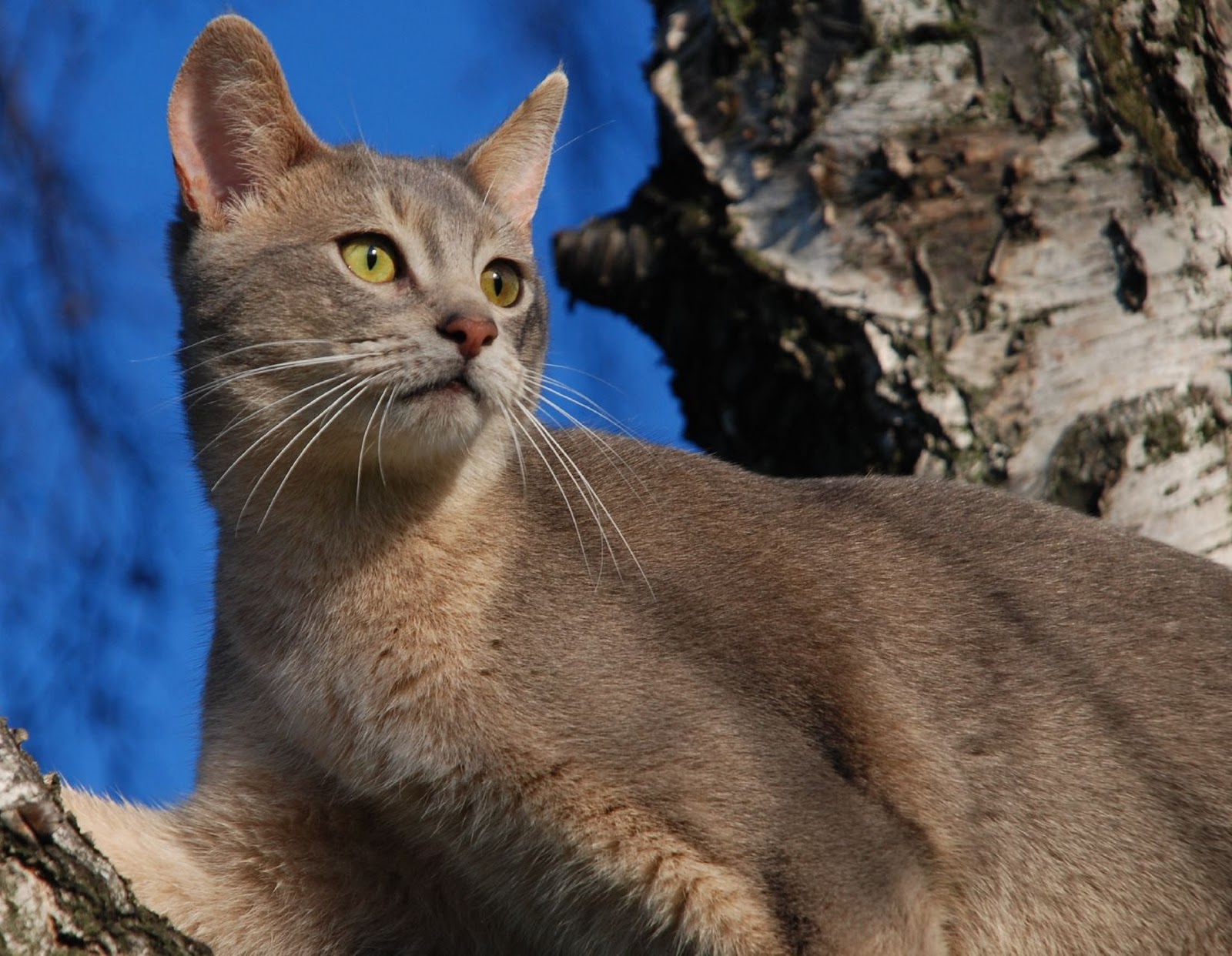 http://2.bp.blogspot.com/-uvOp8HFBuhI/Tx75DqmYKJI/AAAAAAAAFP4/ywAH48MzqSA/s1600/Abyssinian+Cat+Breed++%252843%2529.jpg