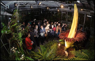 bunga paling besar di dunia amorphophallus titanum bunga paling besar di dunia amorphophallus titanum