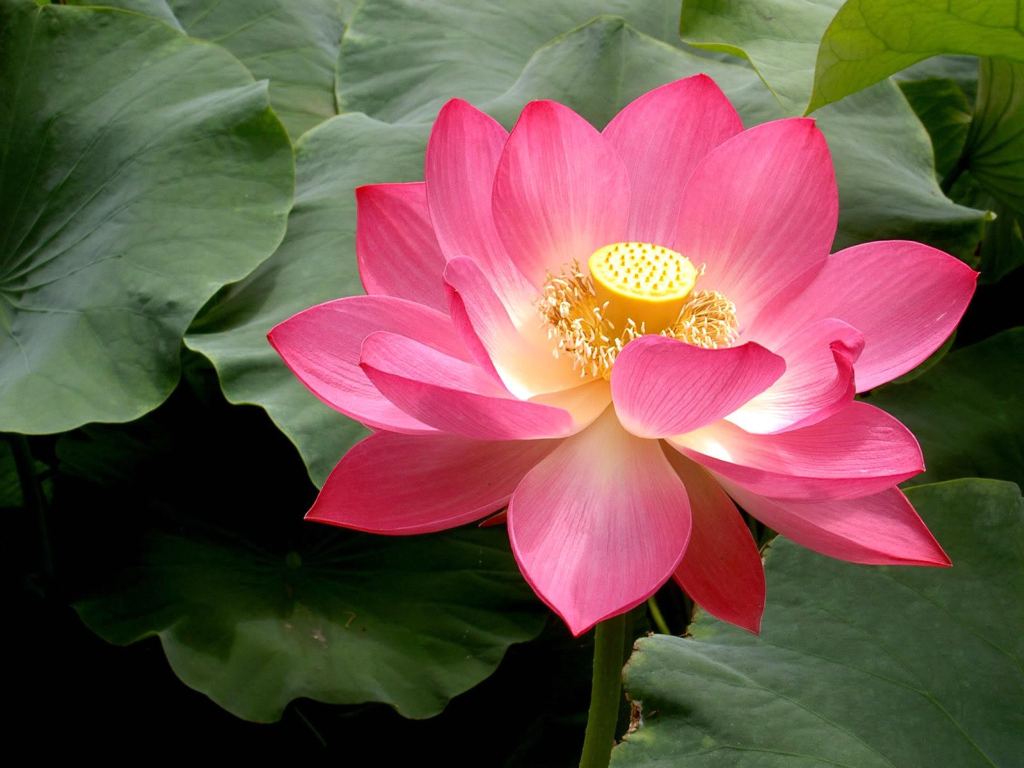 http://2.bp.blogspot.com/-uvV0ft7z2dw/UD17KpkrH6I/AAAAAAAAGaM/lb9MNKCcPek/s1600/cute+lotus+desktop+wallpapers.jpg