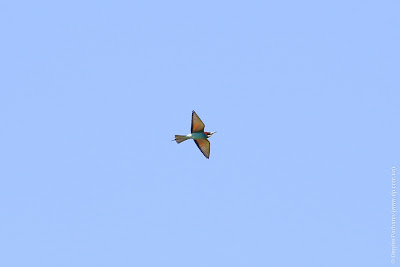 Золотистая щурка (Merops apiaster) European Bee-eater