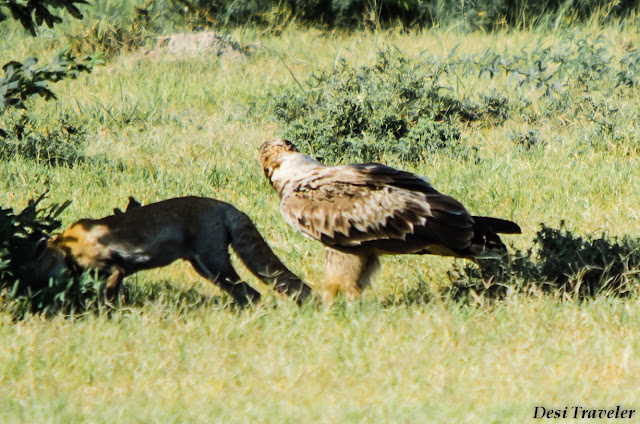 fox eating the prey