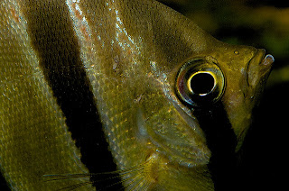 Freshwater Tropical Cichlids Fish Angelfish