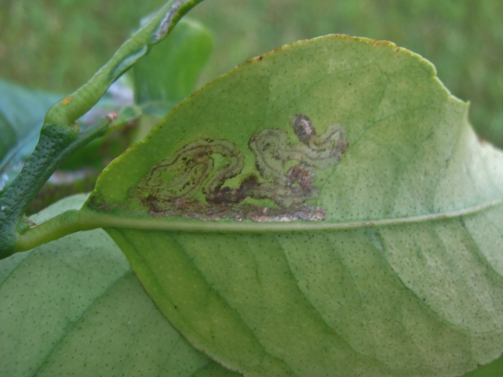 Garden Guy Hawaii: Citrus Leafminer