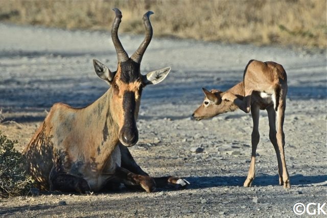 Südliche Kuhantilope (Alcelaphus caama)