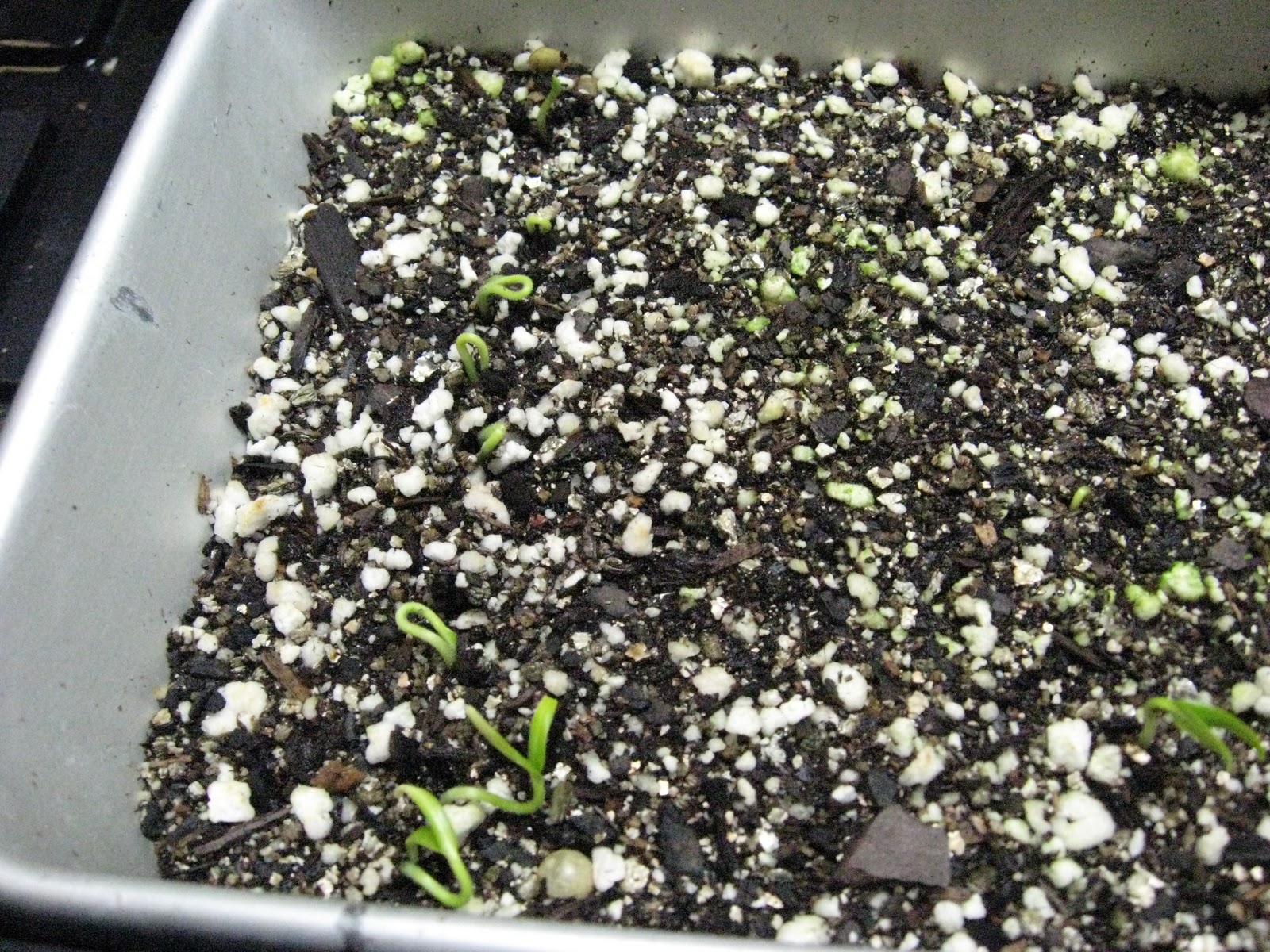 The Green House Pepper Sprouts